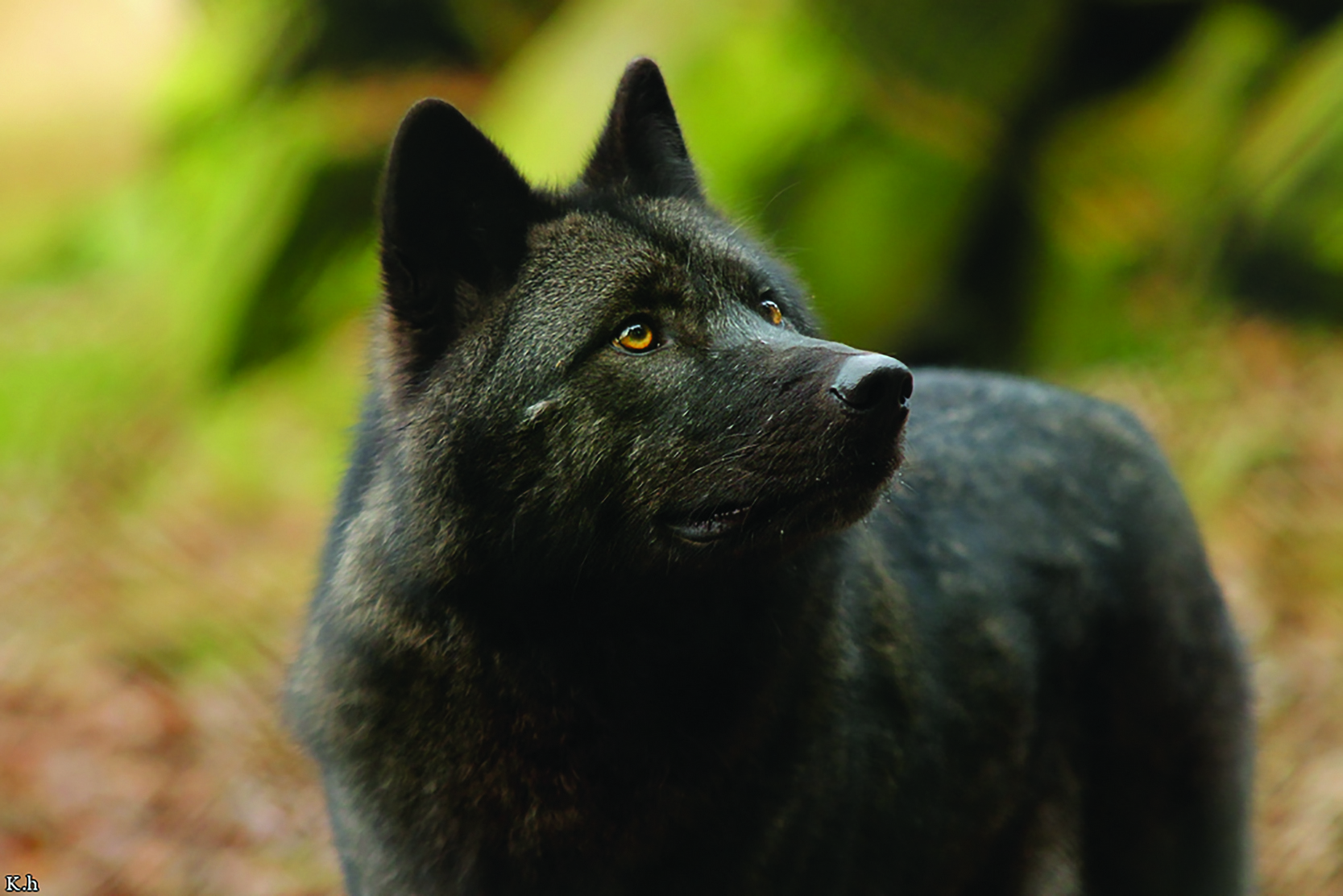 Карпатский волк черный